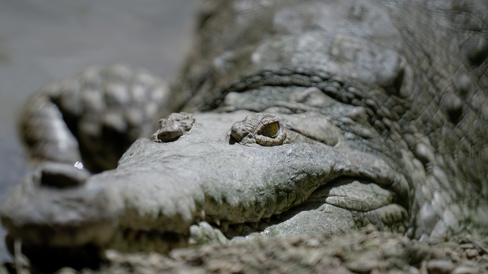 rostro caiman llanero