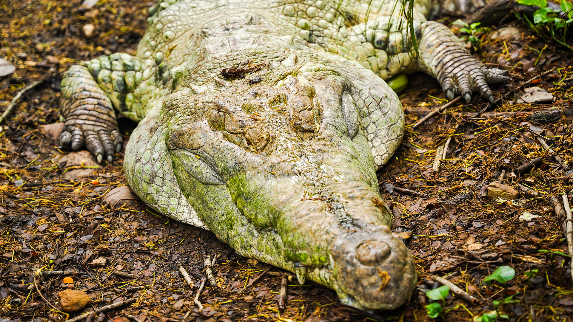 caiman llanero cocodrilo rostro