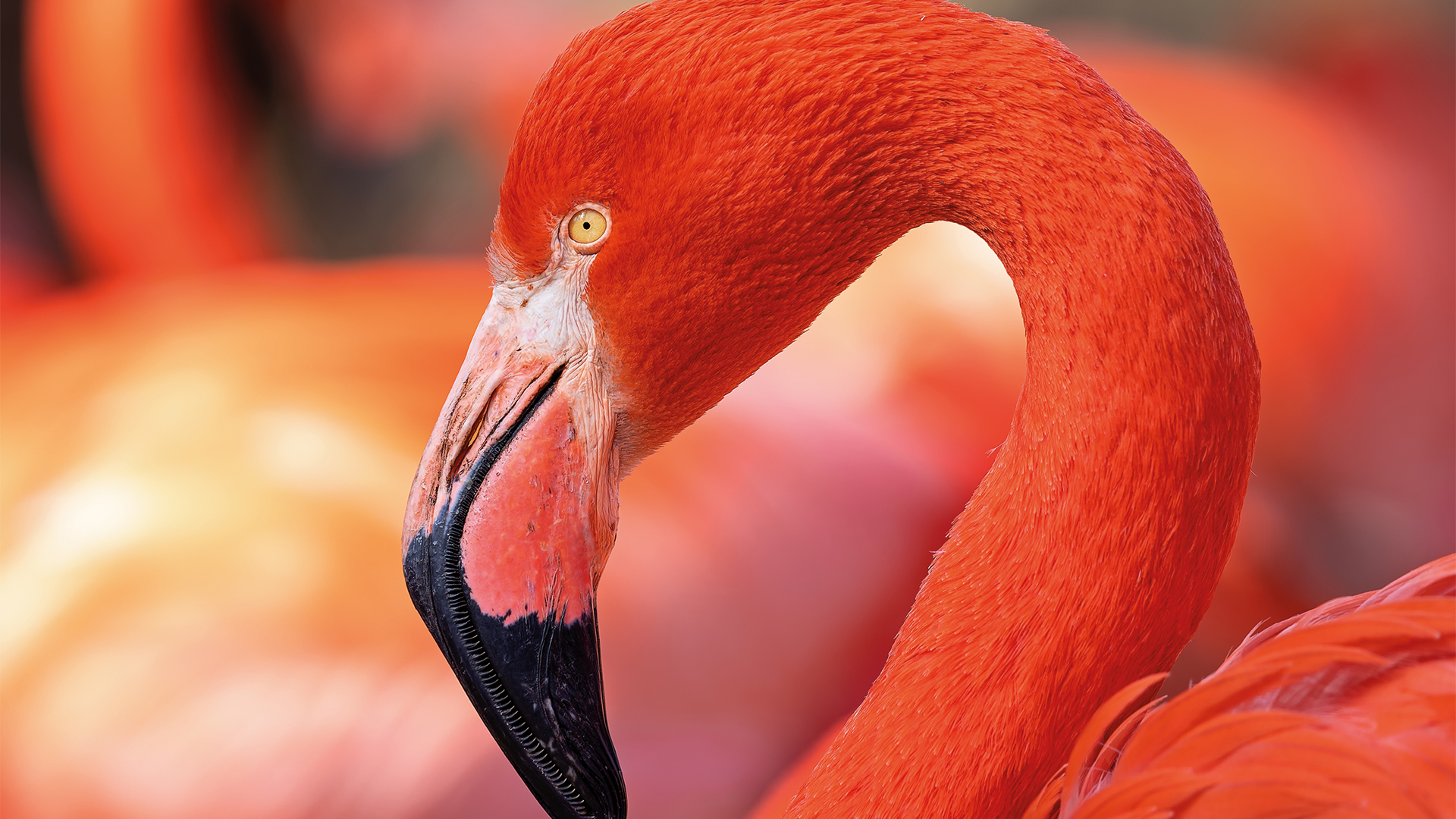 flamencos naranjas