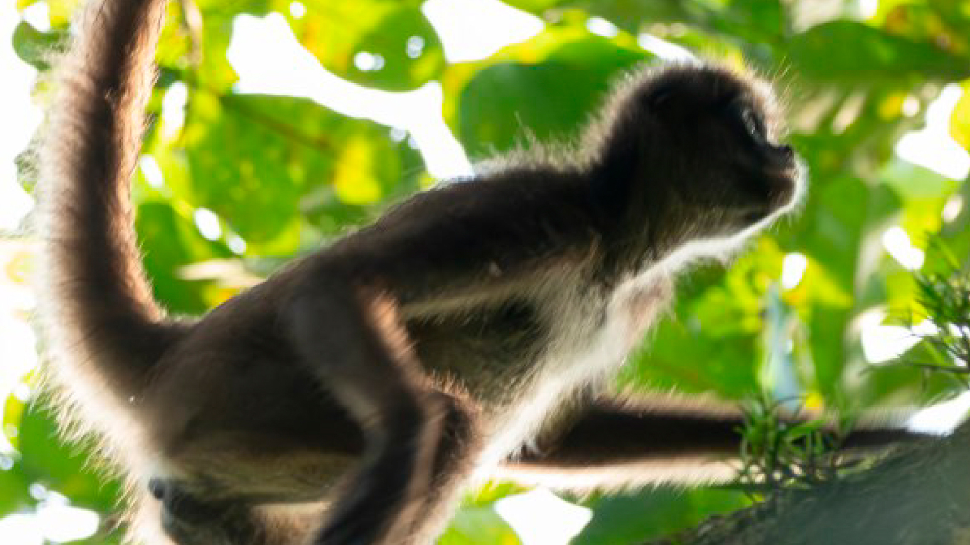 Mono Azul - Información y Características de los Monos