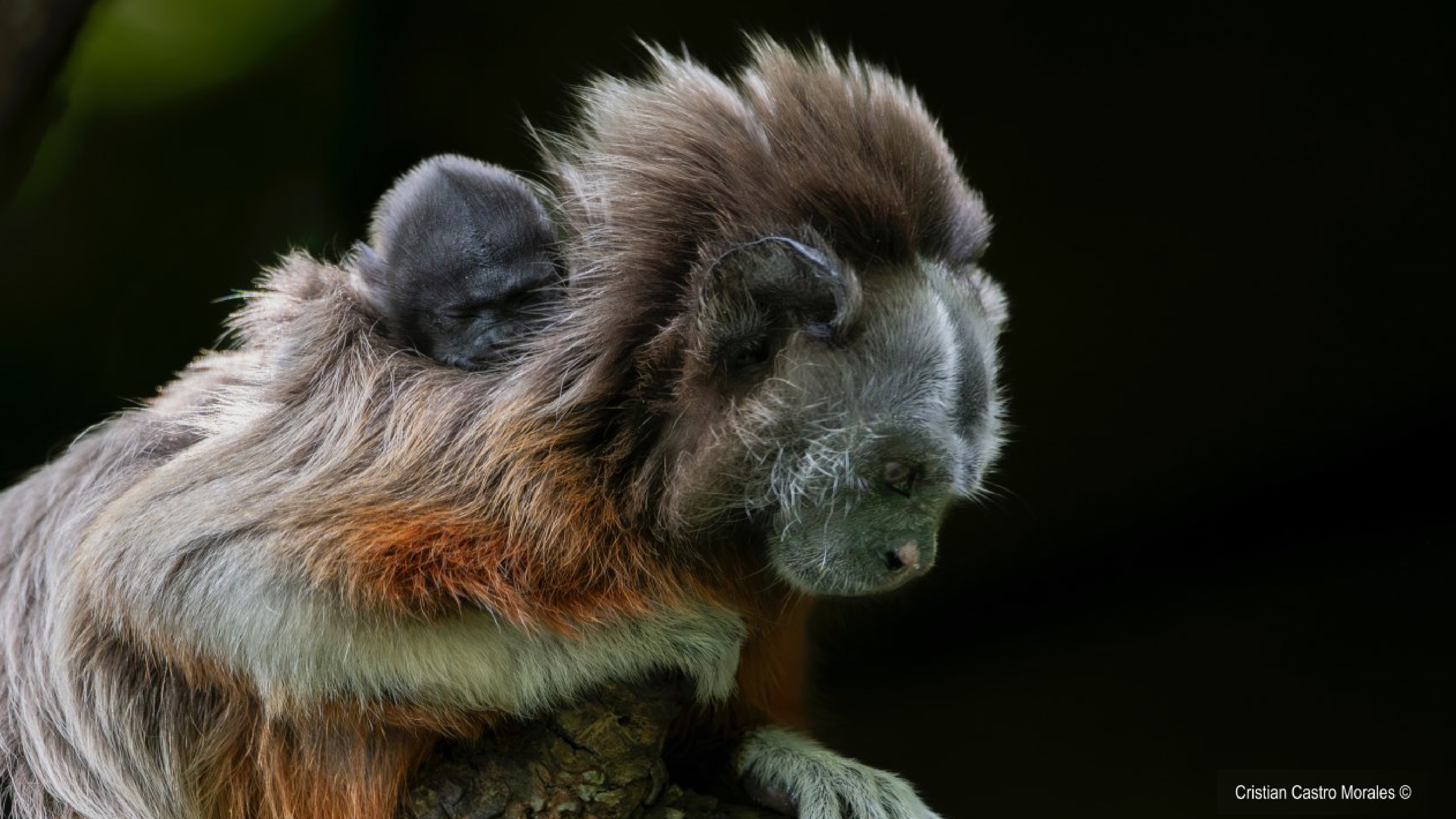 animales mono titi gris rostro