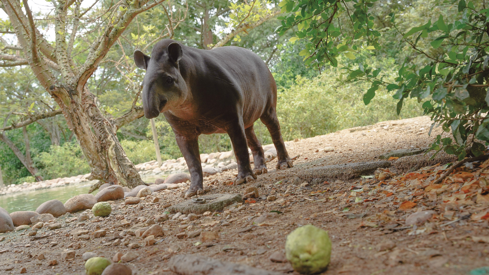 Danta en el parque de conservación Piscilago