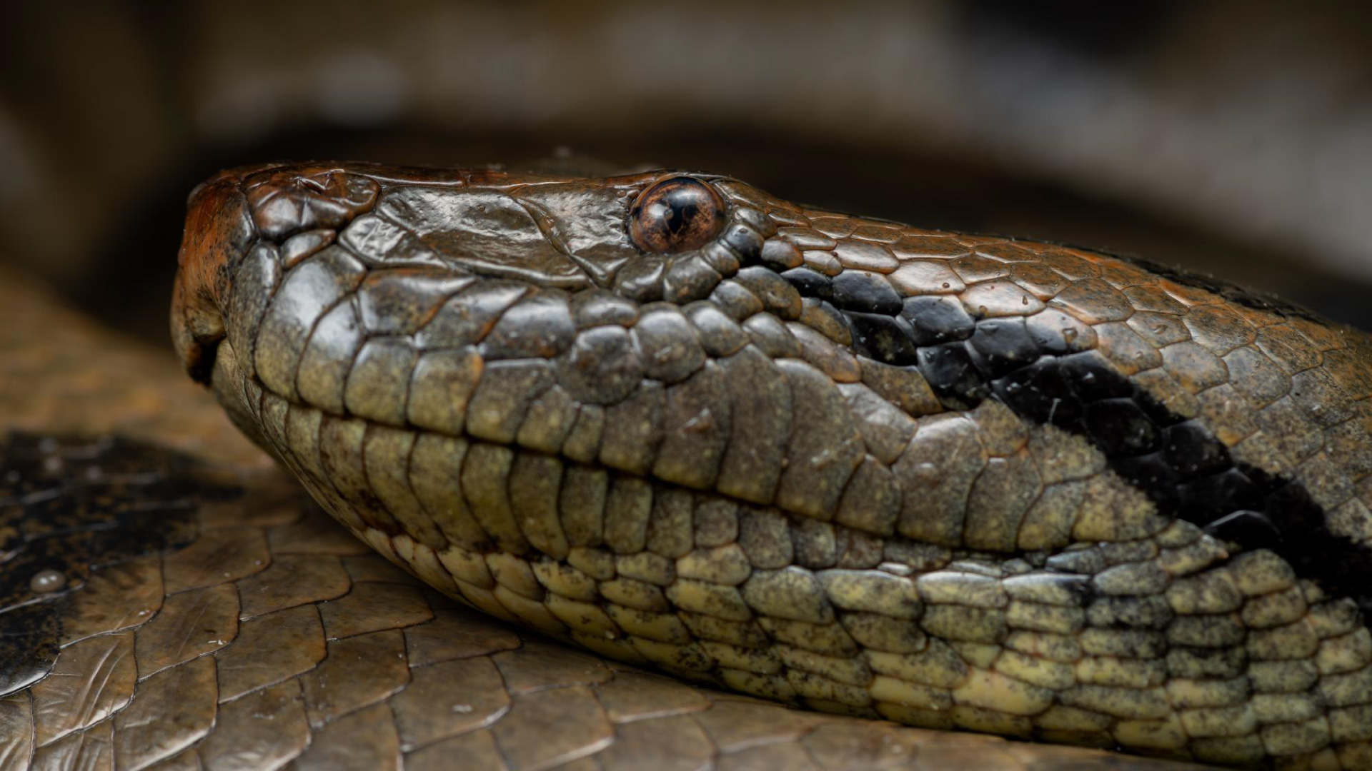 Un Fascinante Reptil Anaconda Verde Piscilago un-fascinante-reptil-anaconda-verde-piscilago
