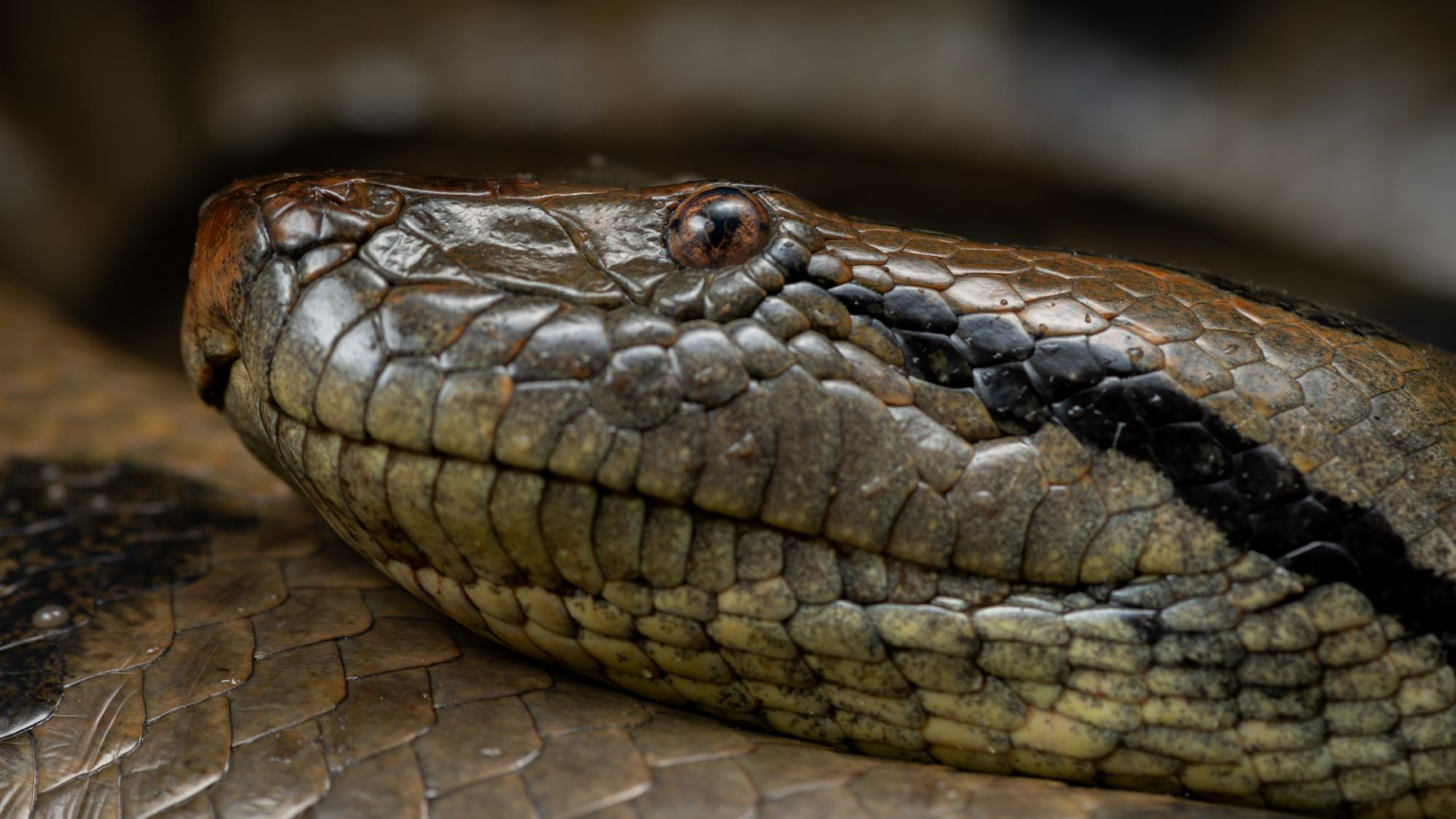 Babilla o Caiman de anteojos |Caiman crocodylus| Piscilago