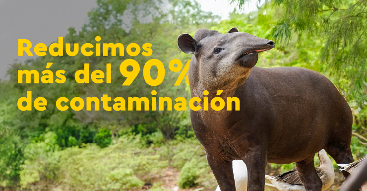 Oso hormiguero en Piscilago parque de conservación