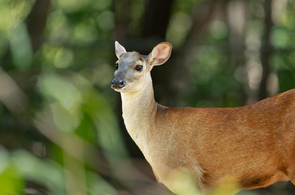 Animales del bosque seco tropical