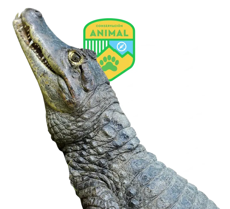 Caimán de anteojos | Planea tu aventura