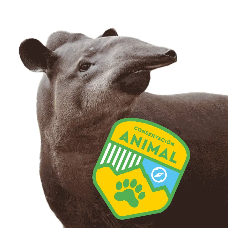 Danta, uno de los animales protegidos de Piscilago