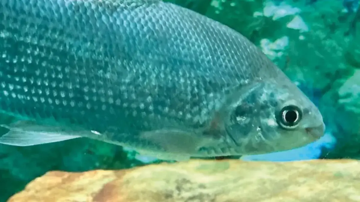 Pez plateado de cuerpo alargado nadando en agua clara con un fondo verde azulado.