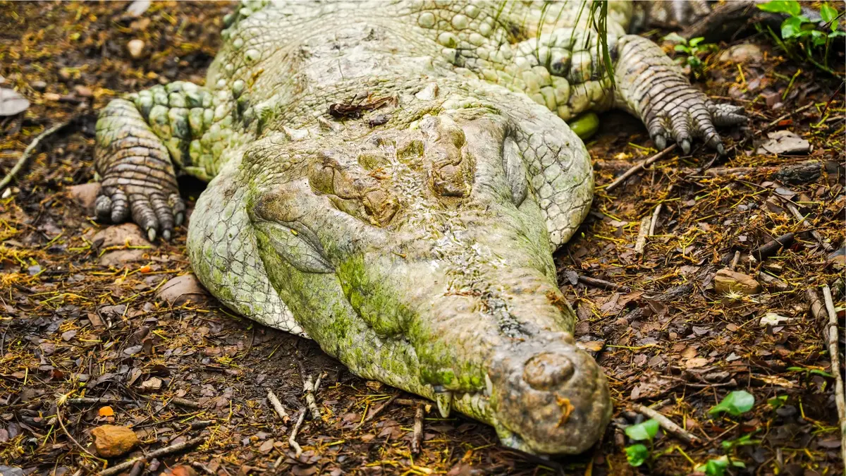Un caimán llanero descansando en la zona de conservación de Piscilago
