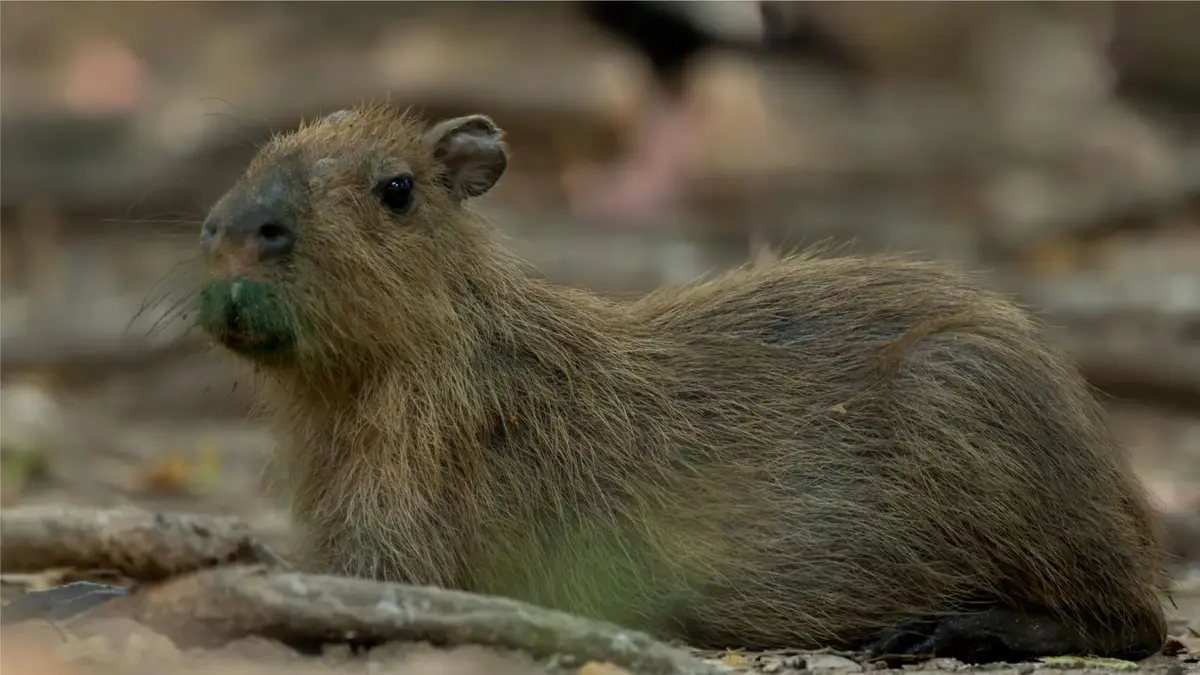 Capibara recostada sobre el suelo entre ramas y hojas secas.
