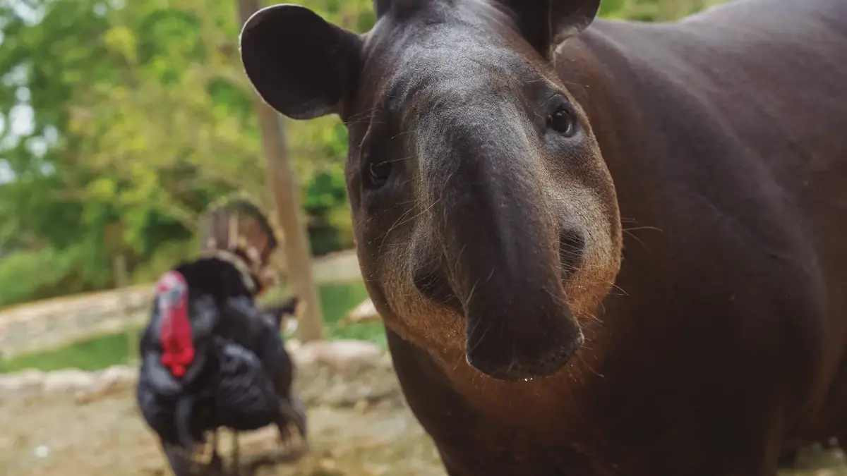 Danta observado de cerca, con un pavo en el fondo en un entorno natural.