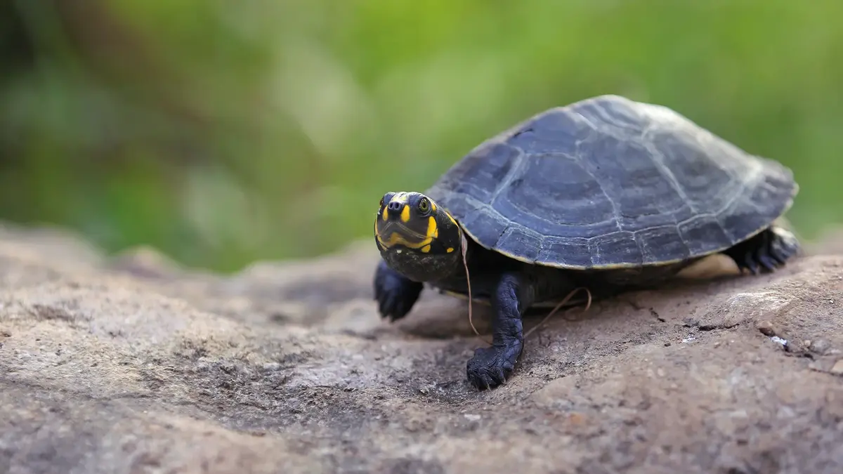 Charapa puntos amarillos sobre una roca, con caparazón oscuro y fondo verde difuminado.
