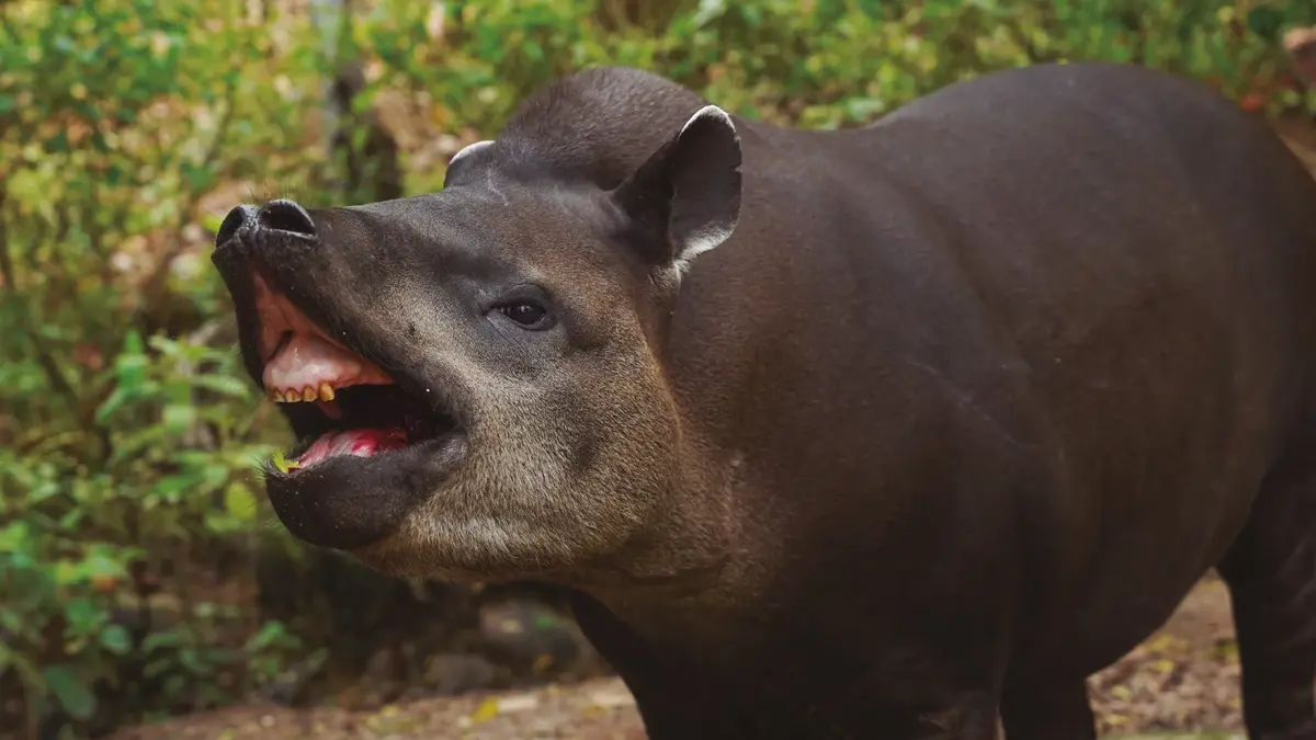 Danta con la boca abierta mostrando los dientes, en un entorno natural con vegetación.