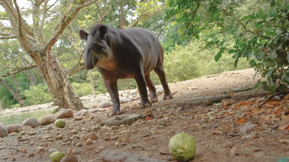 Danta parece emitir un sonido, rodeado de vegetación verde.