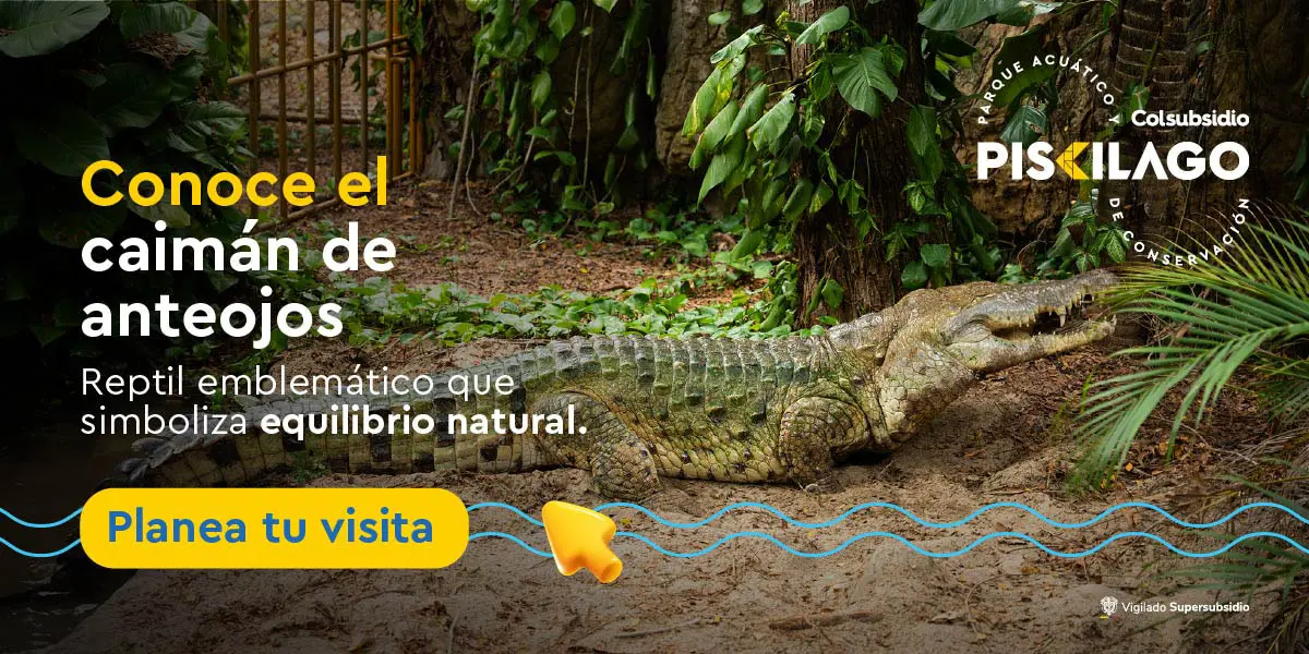 Caimán de anteojos | Planea tu aventura