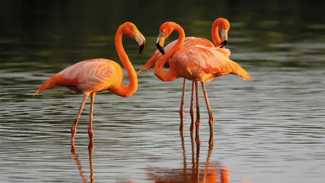 flamencos naranjas