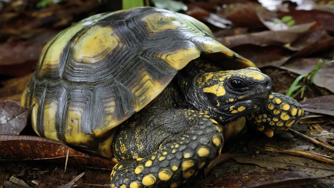 Chelonoidis denticulata Tortuga Morrocoy Patas Amarillas Piscilago